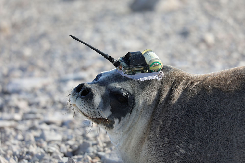 Seal ready for work