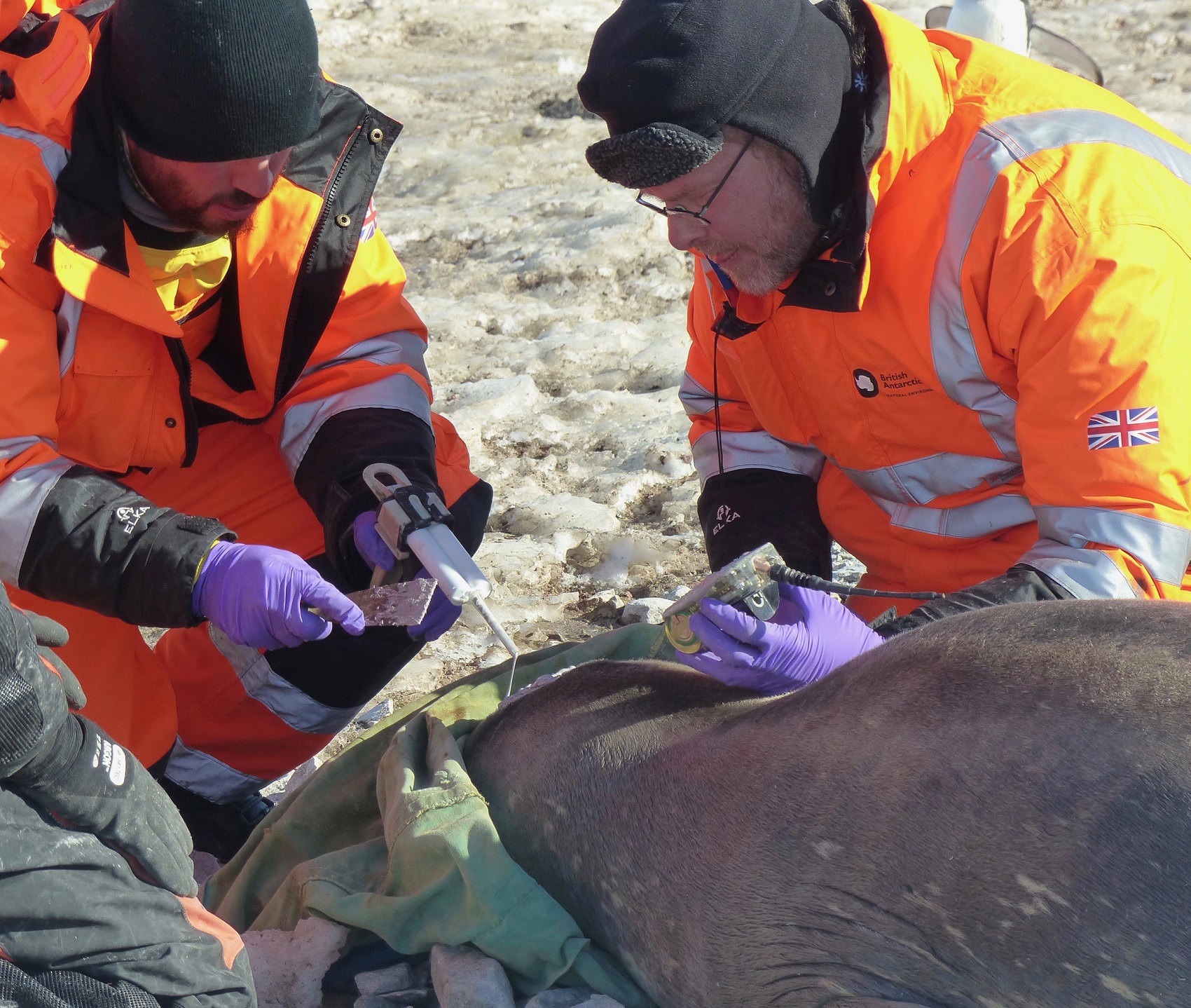 Gui Bortolotto (left) uses an epoxy applicator and putty spatula to spread a thick layer of epoxy onto the seal's head and deep into her fur before adhering the CTD device that Lars (right) holds ready to put on. Photo credit: Tasha Snow