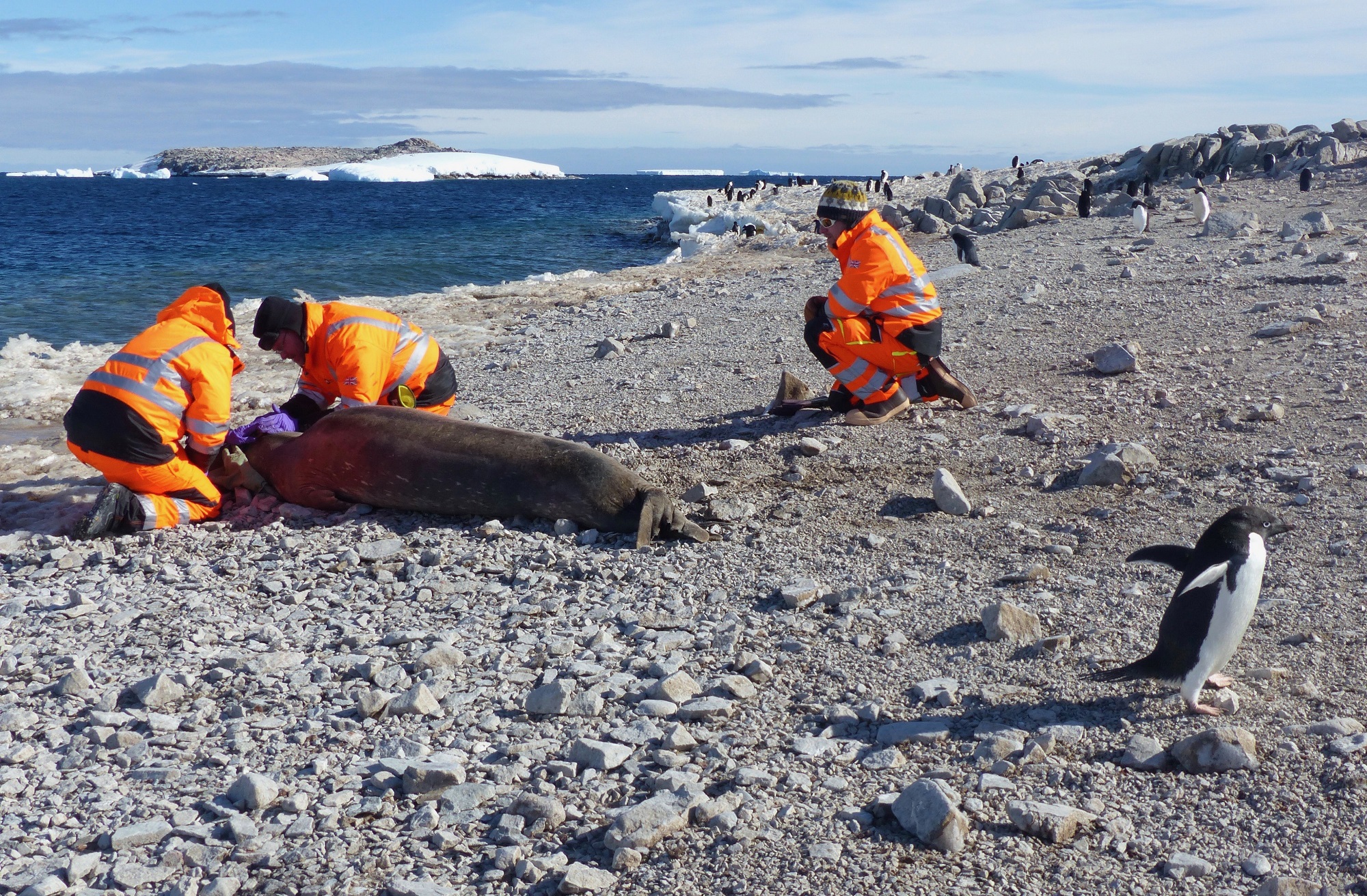 Mark Barham (right) keeps watch of the application procedure to ensure the safety of the seal and team members, Lars and Gui, while absorbed by their work. Photo credit:Tasha Snow
