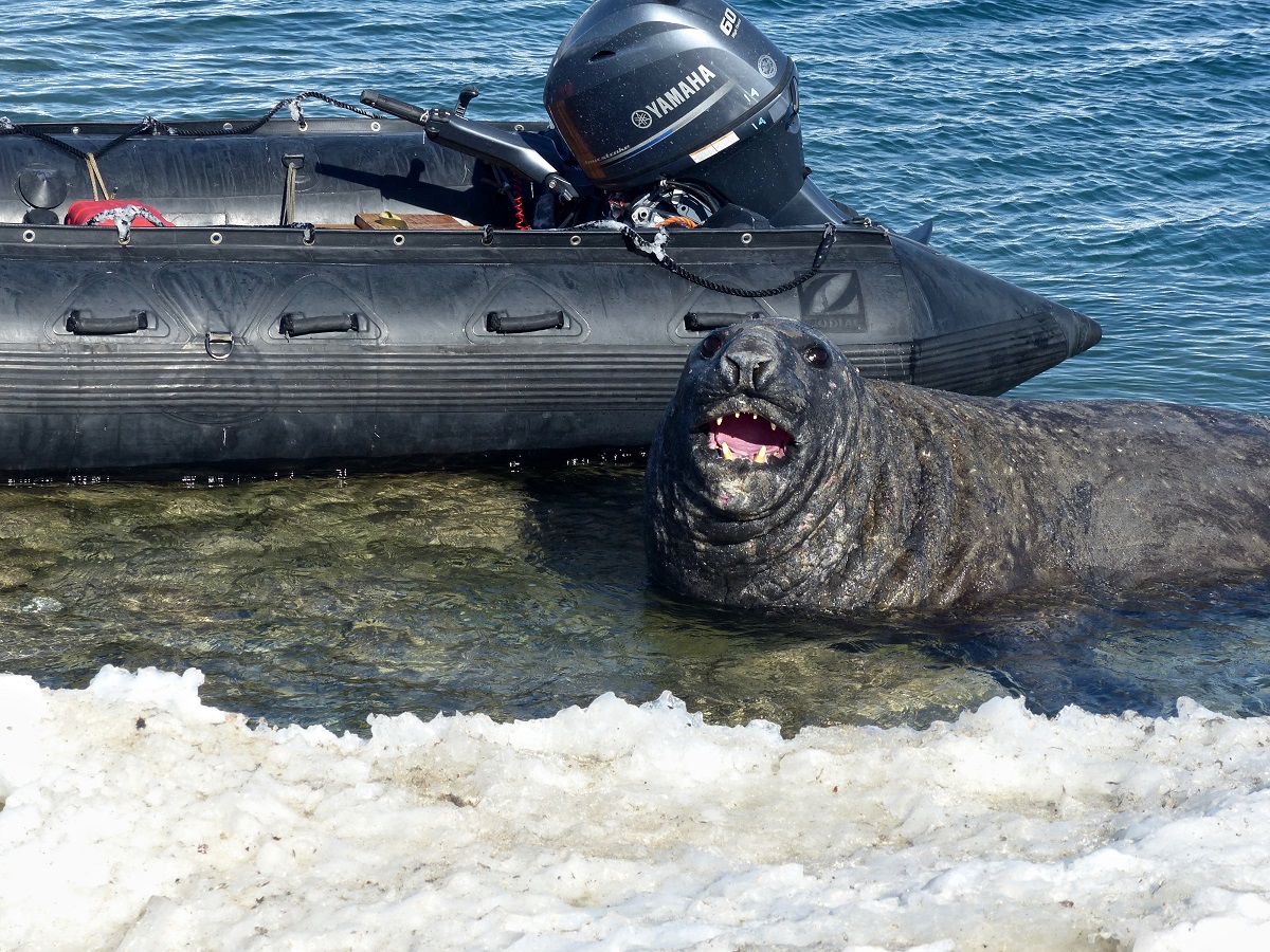 A beat up, large male elephant seal undergoing his molt comes to shore next to our Zodiac to check out the seal tagging activities. Photo credit: Tasha Snow
