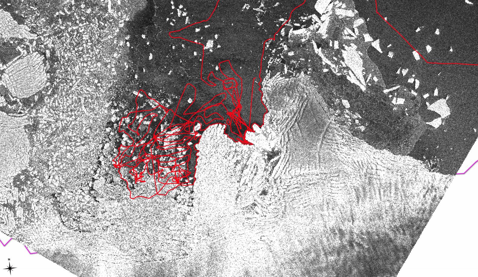 The ship's track near Thwaites Glacier (Feb. 26 - March 8, 2019) overlays an ice image from the TerraSAR-X satellite. Map created by Johan Rollandsson, TARSAN Hugin team