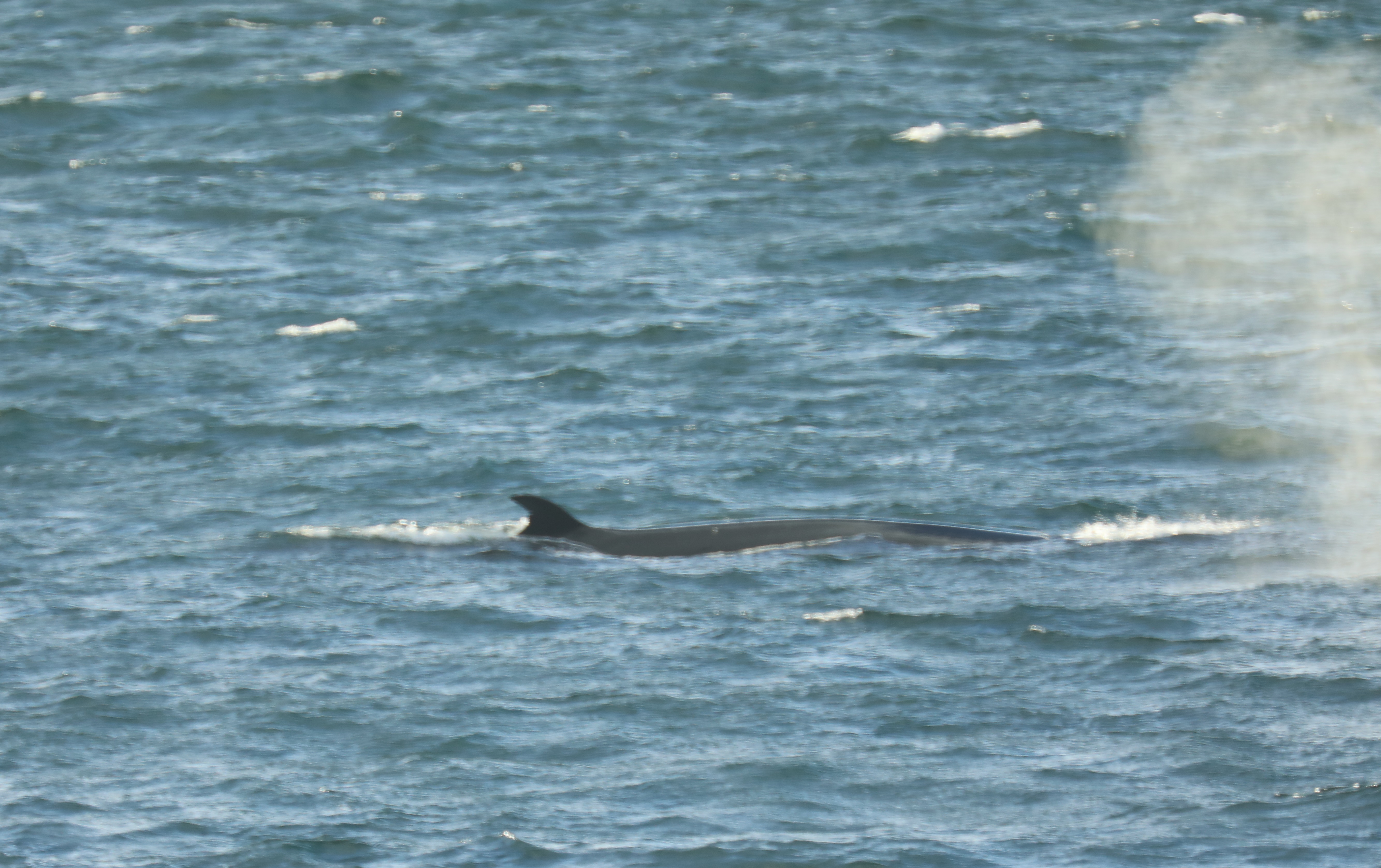 A sei whale seen near the ship.