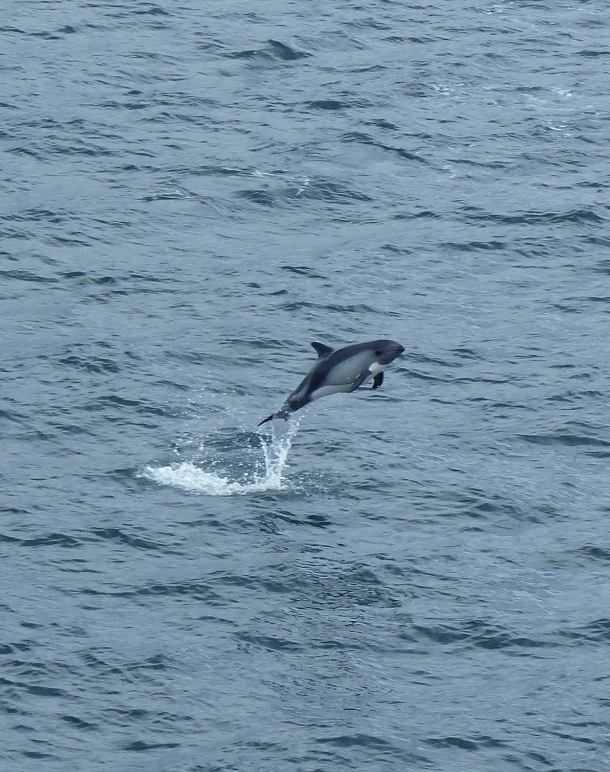 A Peale's dolphin leaps near the bow of the ship.