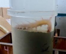 The second sea pig captured near Thwaites ice shelf sitting calmly in Megacore tube, grabbing sediments with its tubes to eat organic matter buried there. (Photo credit: Tasha Snow)