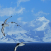 Join the celebration of Antarctic Week 2024