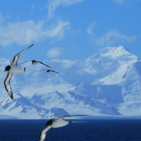 Join the celebration of Antarctic Week 2024