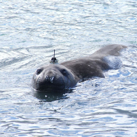 Tagged seal photographed by Lars Boehme