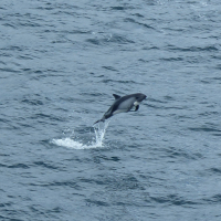 A Peale's dolphin catching some air near the bow of the ship. 