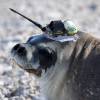 A female Weddell seal tagged with a temperature probe that will relay data via satellite to a central database. Linda Welzenbach/Rice University Permit: FCO 29/2018
