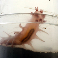 Sea pig trapped in coring tube. Photo credit: Linda Welzenbach