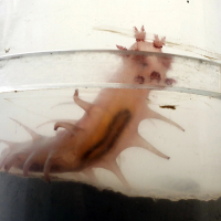 Sea pig trapped in coring tube. Photo credit: Linda Welzenbach