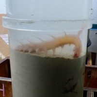 The second sea pig captured near Thwaites ice shelf sitting calmly in Megacore tube, grabbing sediments with its tubes to eat organic matter buried there. (Photo credit: Tasha Snow)