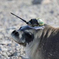 Seal ready for work