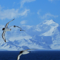 Join the celebration of Antarctic Week 2024