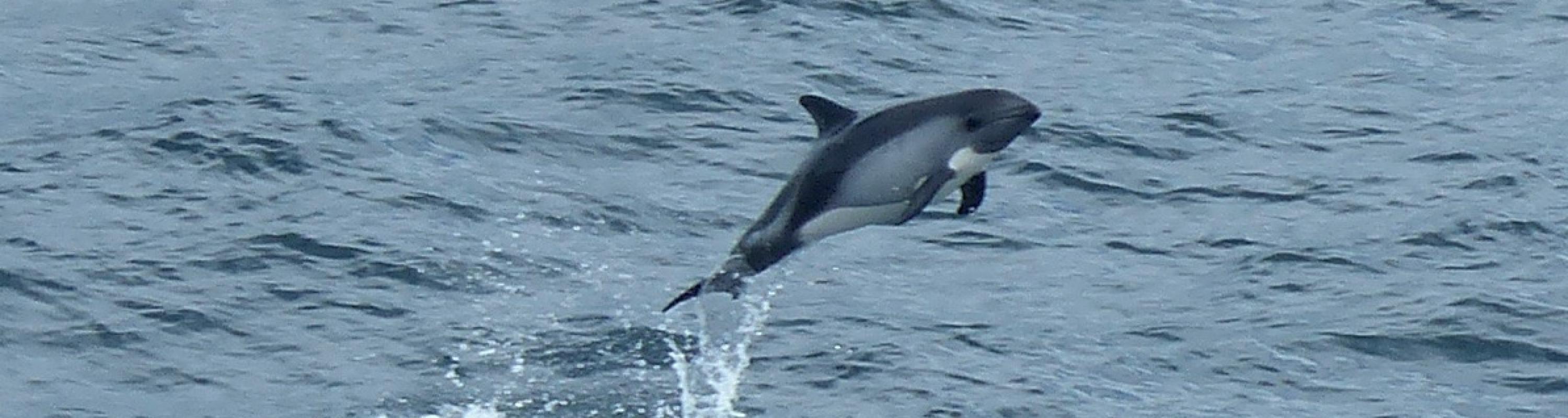A Peale's dolphin catching some air near the bow of the ship. 