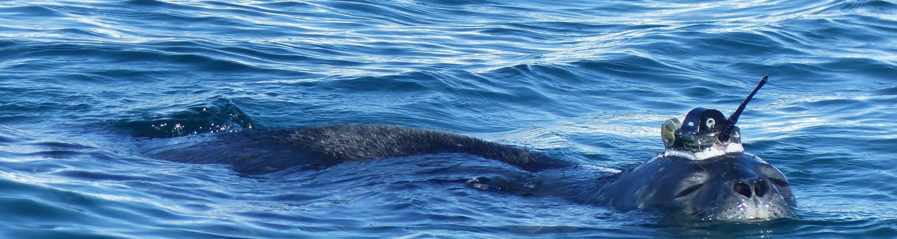 Weddell seal swims with the tag attached to relay conductivity, temperature, depth and location data. Photo credit: Tasha Snow