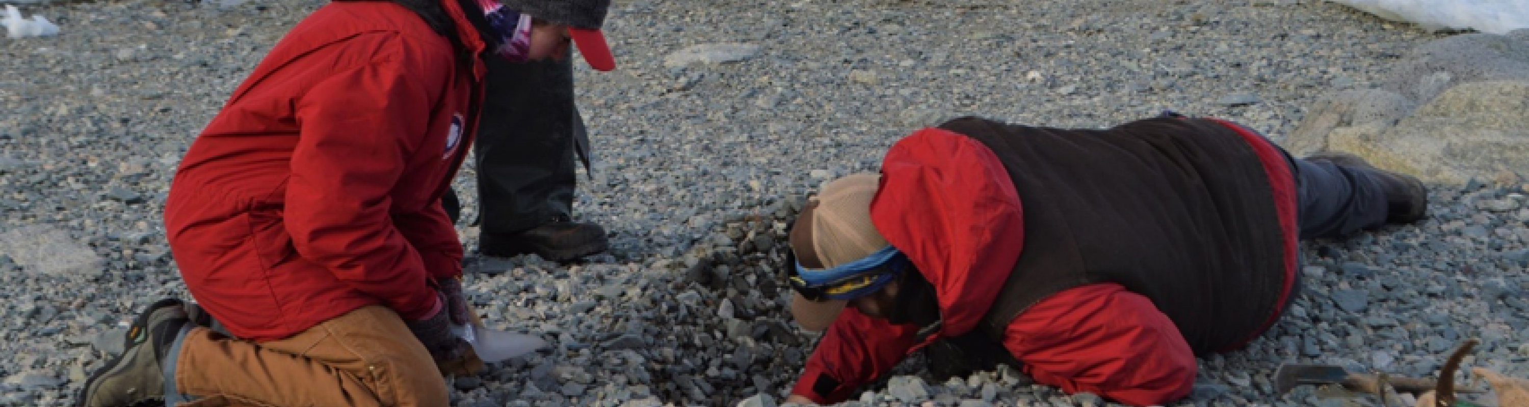 Scott Braddock digs down into a relict beach to retrieve a preserved shell that will be radiocarbon dated once back to the University of Maine. Meghan Spoth (red) and Kelly Hogan (orange) look on and record the sample's location and description. Photo credit: Victoria Fitzgerald