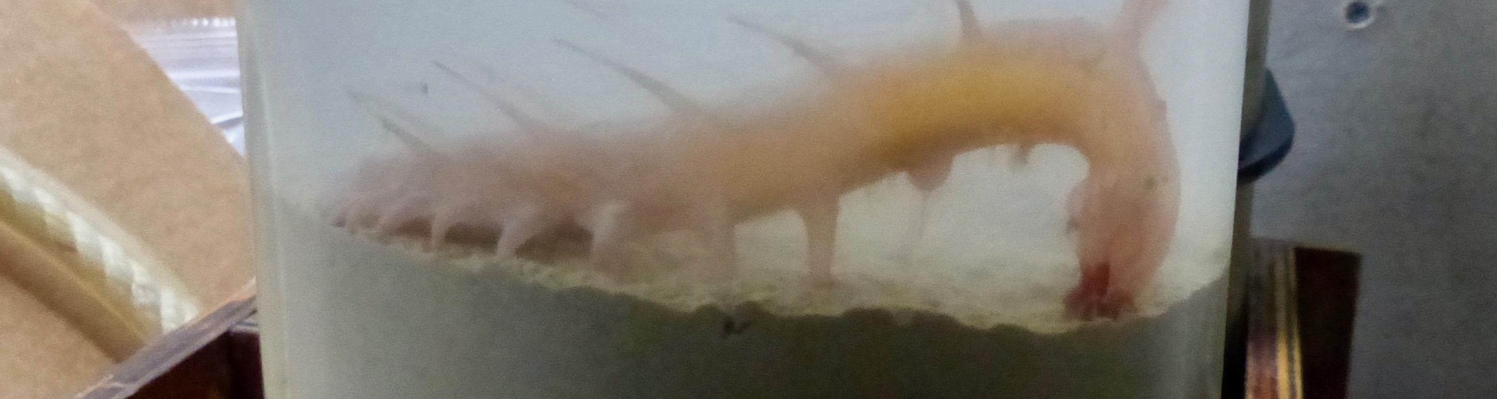 The second sea pig captured near Thwaites ice shelf sitting calmly in Megacore tube, grabbing sediments with its tubes to eat organic matter buried there. (Photo credit: Tasha Snow)